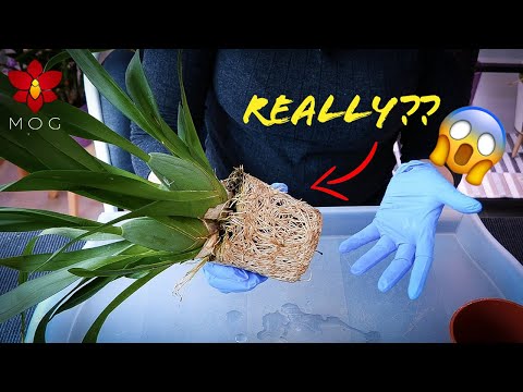How I repot EXTREME pot bound Orchids! 😬 (Worst Orchids to repot!!)