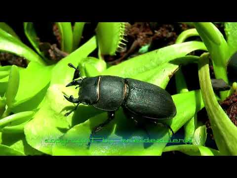 Venus flytrap vs giant beetle || escape || death || carnivores animal ||inscets||bugs