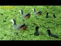 Ketemu Burung Kereo Padi Ruak Wak Di Rawa Rawa Bersama Anaknya Sedang Mencari Makan Baburak Bird