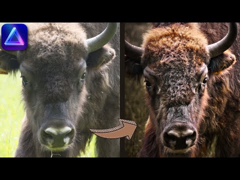 Mastering Dark and Moody Wildlife Photography in Luminar Neo