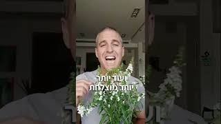 אנג'לוניה הפרח שיפרח לכם לפחות עד נובמבר - דצמבר