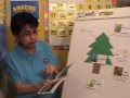 Preschool Science - Pine Tree Unit Lesson 1 of 5 ...