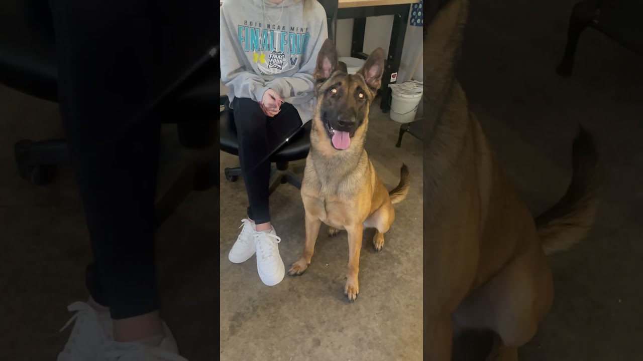 “Guard” and a subtle send with Frank Belgian Malinois #guardianmalinois #dogtraining