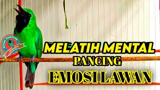 Download lagu PENDONGKRAK EMOSI CUCAK IJO || TEMBAKAN KASAR DAN TAJAM mp3