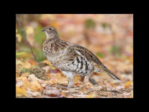 download lagu mp3 mp4 Illinois Ornithological Society, download lagu Illinois Ornithological Society gratis, unduh video klip Illinois Ornithological Society