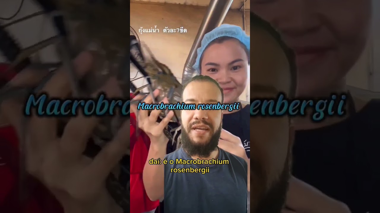Camarão gigante de água doce! #curiosidadesanimais