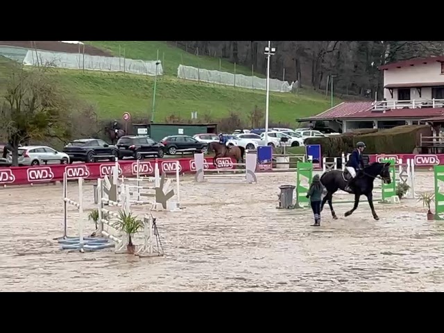 Ruin Selle Français Te koop 2014 Donker bruin / bai