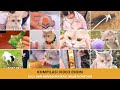 Kompilasi Emon Kucing Pintar Pemburu Emas Video Kucing Lucu Viral Terbaru 2025
