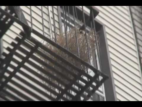 MEL MERIO - NINETEEN PREVIEW