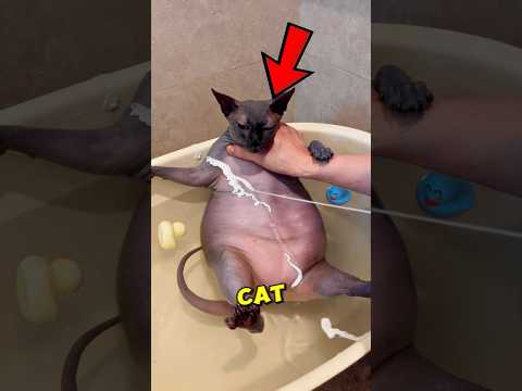 This Cat Loves RUBBING His Body Against The Wall 😸💜 #shorts