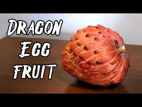 RED ATEMOYA - Reviewing a Rare Fruit That Looks Like a Dragon's Egg! - Weird Fruit Explorer