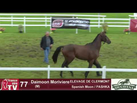 Show AQPS 2015 : lot 77 - Daimoon Moriviere - M13 - Spanish Moon & PASHKA