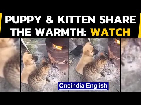 Cat & dog friends: Adorable video of duo keeping warm: Watch | Oneindia News