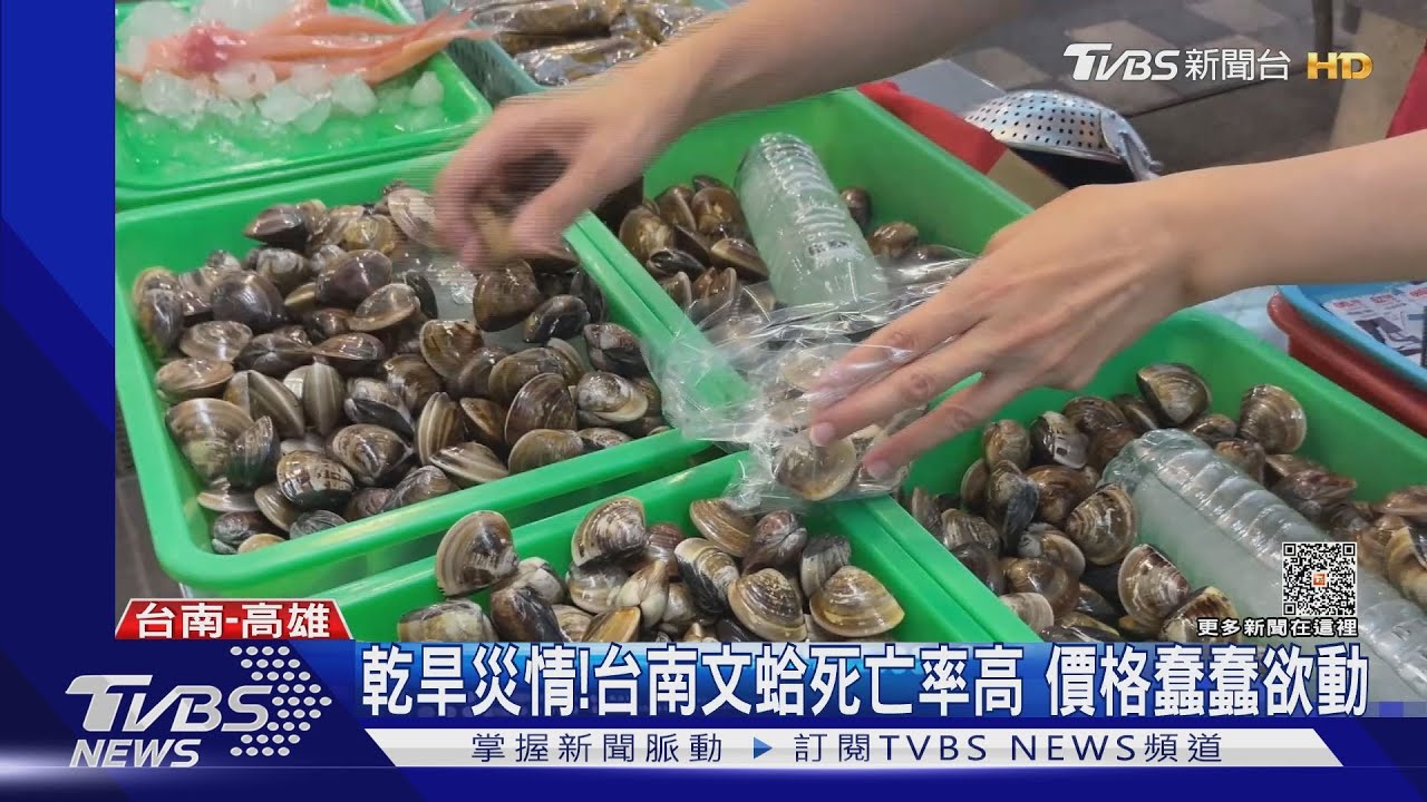 乾旱災情!海水鹽度高「鹹」死台南文蛤 價格蠢蠢欲動