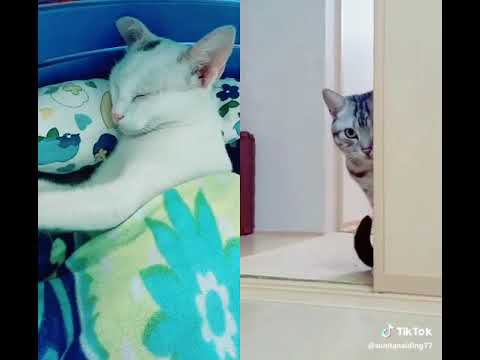 Chup chup ke tujhe dekha me karu | cats version | tiktok |
