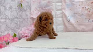 トイプードルの動画01