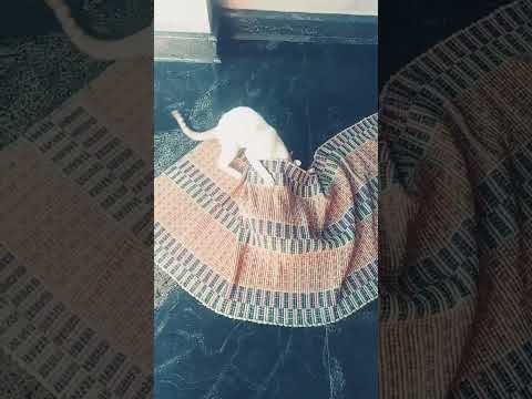 #funny cats baju and mullla adi porinja adi if you like this cats please like the video.and sub