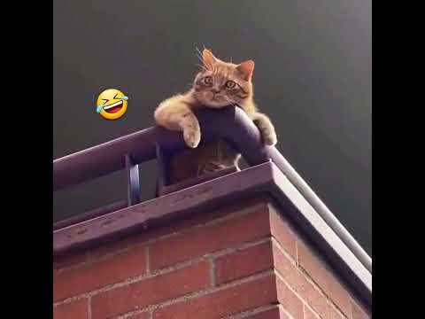 ۱۸ ژانویهٔ ۲۰۲۲