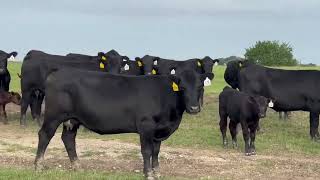 3 yr old maine angus pairs Aid back