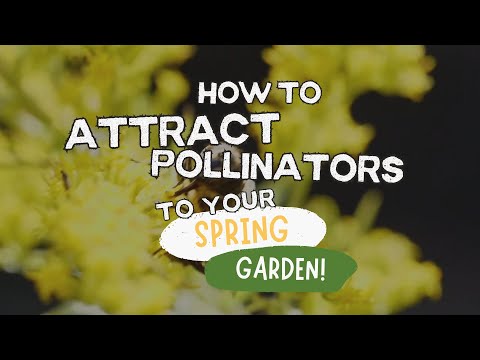 How to Attract Pollinators to Your Spring Garden!