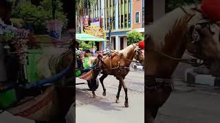 Download lagu Naik delman istimewa~lagu anak populer~#horse #kuda #delman #delmankuda #shorts mp3