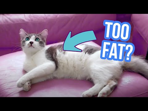 How to Keep Your Cat at a Healthy Weight