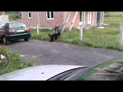 Doslo doba da i medi ljubav proba hahaha :)