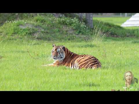 Big Cat Briefing Nov 13, 2019 Saying Goodbye to Keisha Tiger