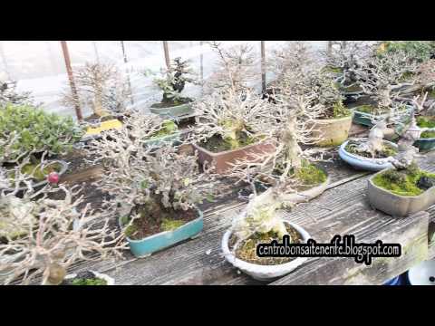 Yorozuen Part 4, Shohin Bonsai Nursery. Video by Jose Acuña. Centro Bonsai Tenerife