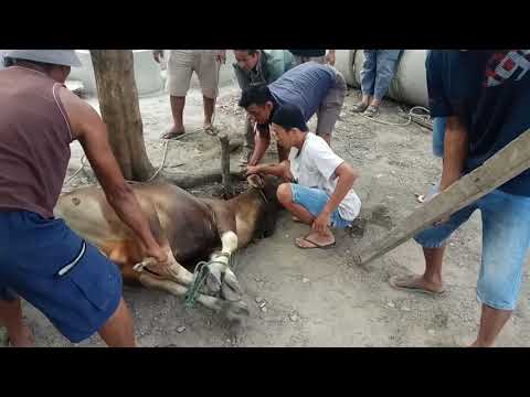 AUTO KAGET !!! kurban sapi di muara bungo lokasi tb.cahaya dika
