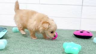 ハーフ犬の動画01