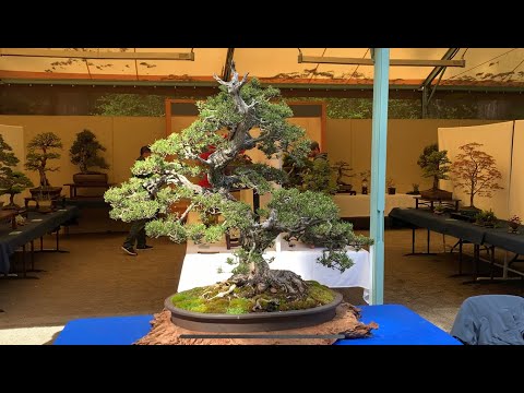 Puget Sound Bonsai Association 2022 Spring Show