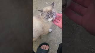 野良猫との戯れ103 #野良猫