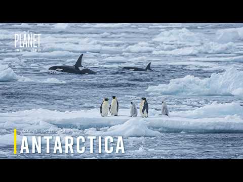 Extreme Antarctica | How Antarctic Animals Survive the Most Extreme Cold on Earth?