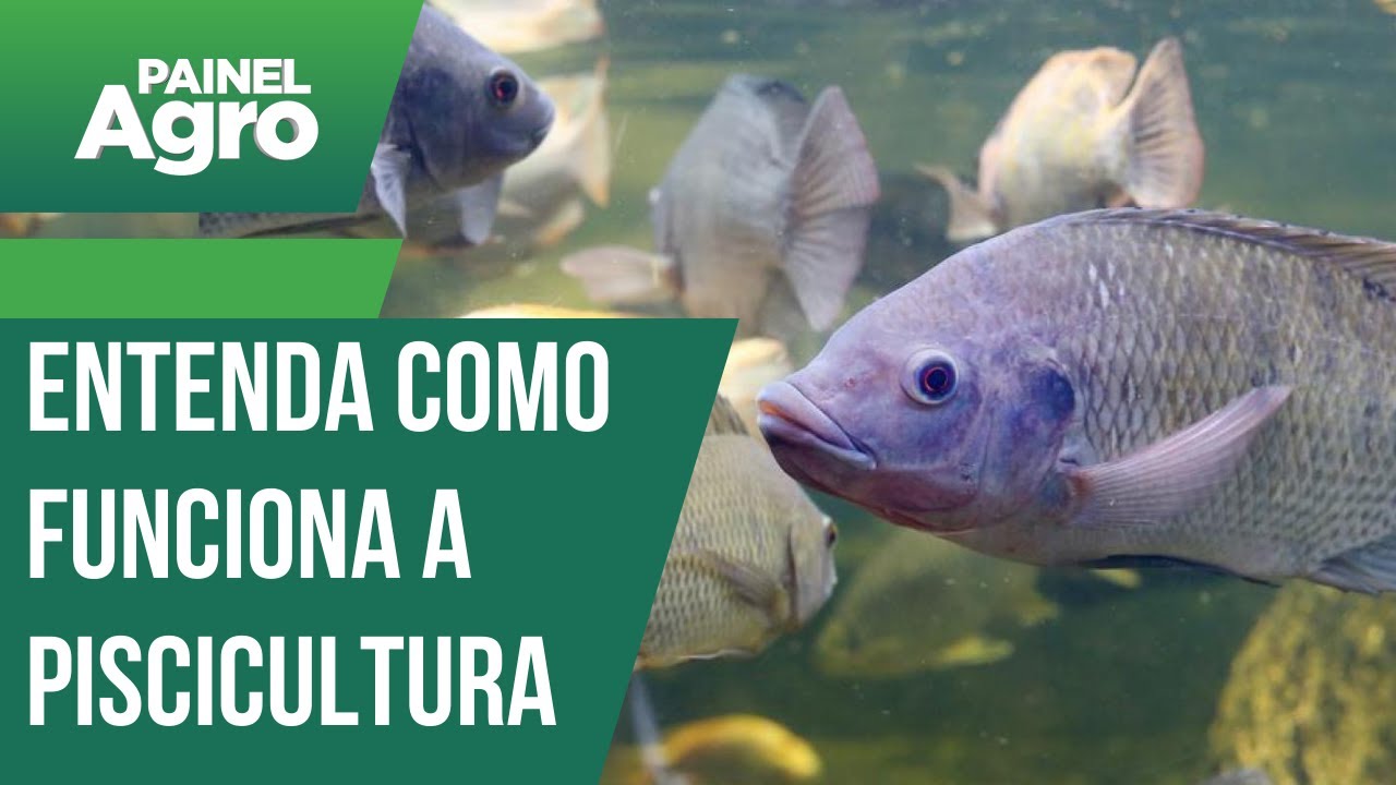 Entenda como funciona a piscicultura