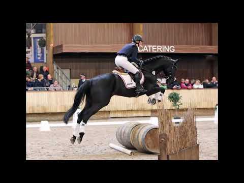 Rauberfürst (Lossow x Finley M) - Trakehner hengst