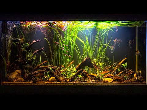 Vom Altum-Kaiserfisch-Biotop inspiriertes Aquarium