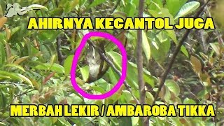 Download lagu Mikat Burung Merbah Lekir Menggunakan Suara MP3 dan Pulut mp3