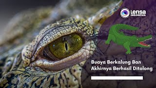 Download lagu Buaya Berkalung Ban Akhirnya Berhasil Ditolong mp3