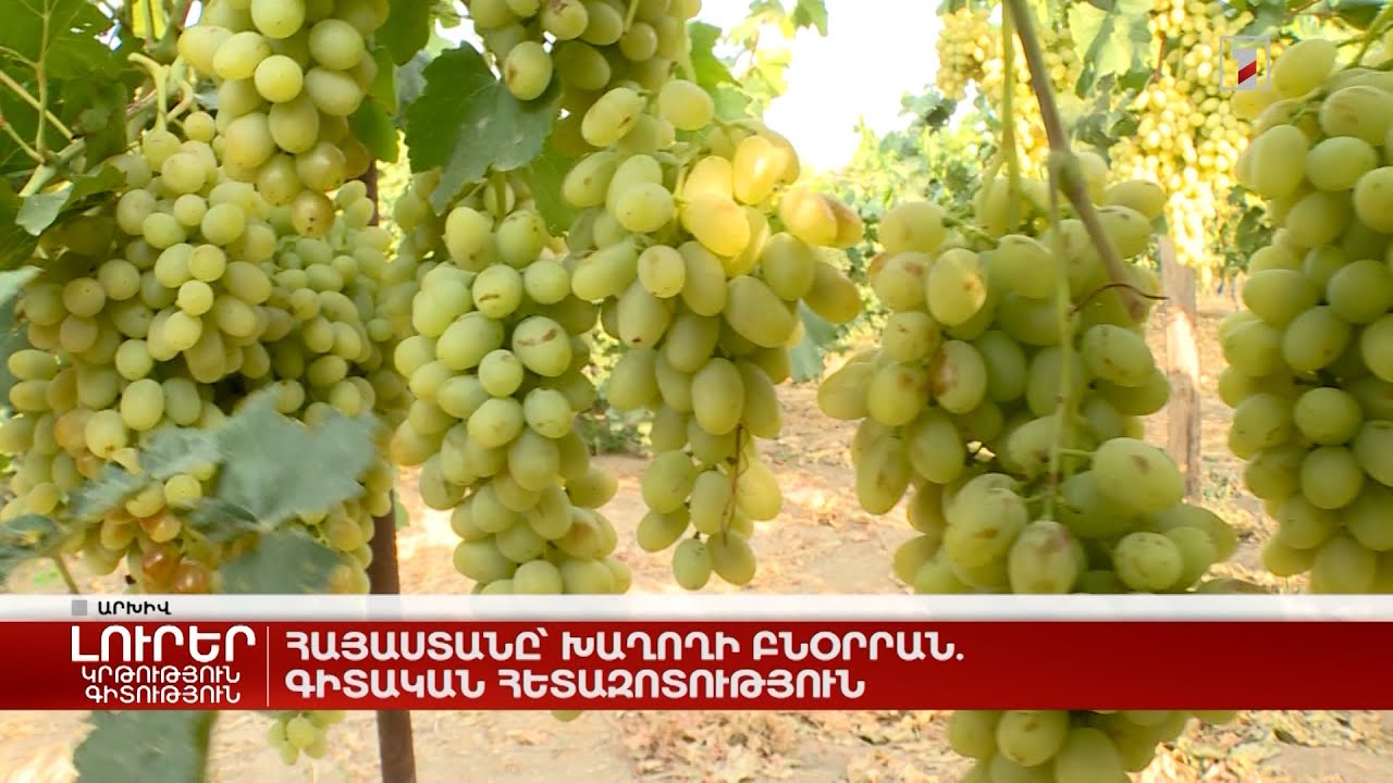 Հայաստանը՝ խաղողի բնօրրան. գիտական հետազոտություն