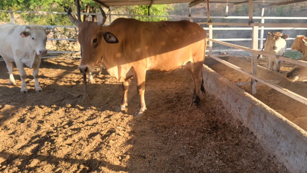 CONSEJOS PARA ENGORDA DE VACAS