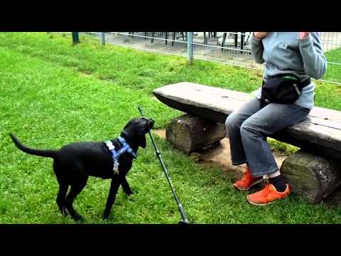 Basima apportiert den Laufstock