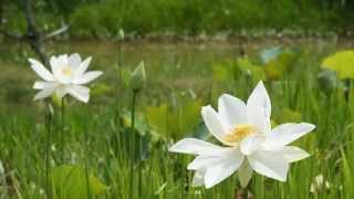 №1. Лотос / Lotus Flower
