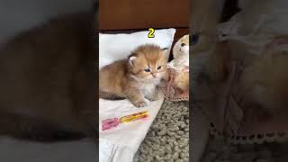 Cute kitten sleeping #cat #kitten #catlover #cutecats #viralshorts #funnycats #catsoftiktok #pets