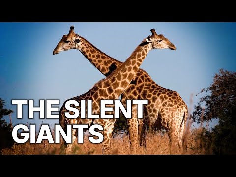 Giraffes the Forgotten Giants | Echoes of the Silent Giants