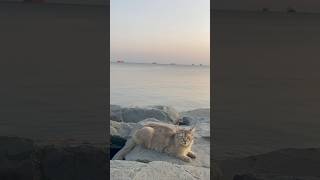 Istanbul ‘turkey,florya sahil