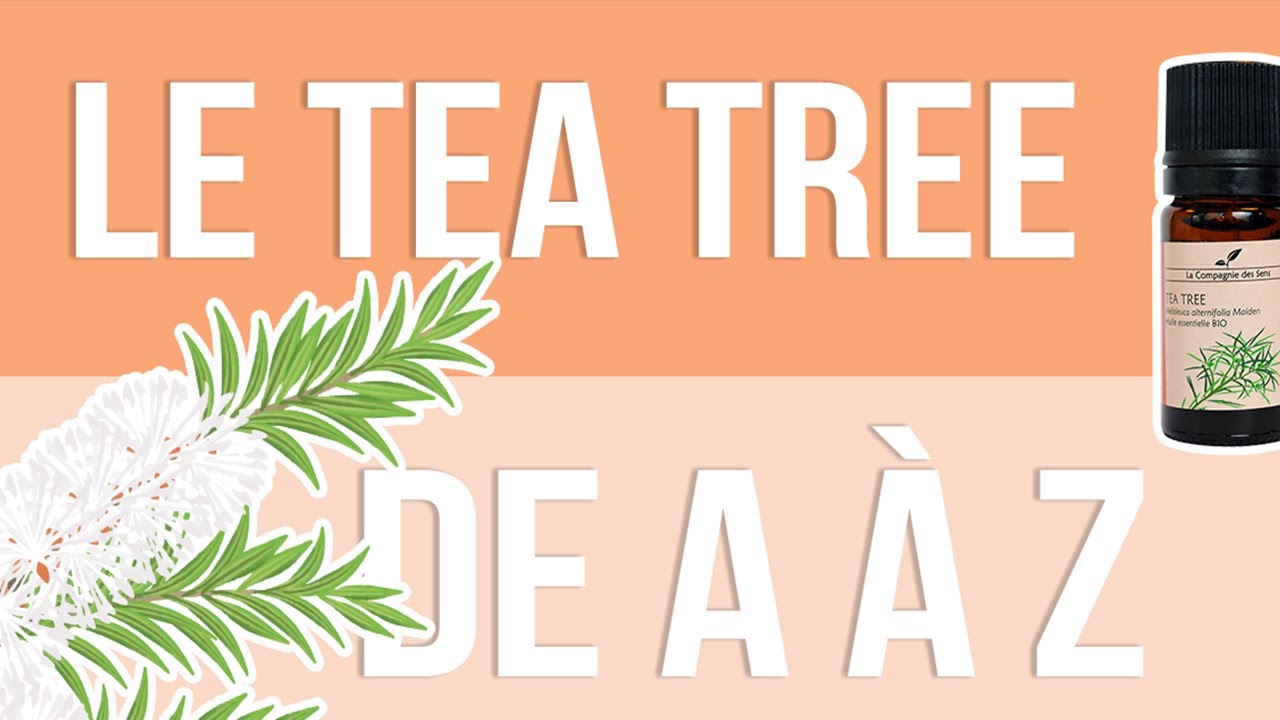 Le tea tree, l'huile essentielle à confiner chez soi ! 