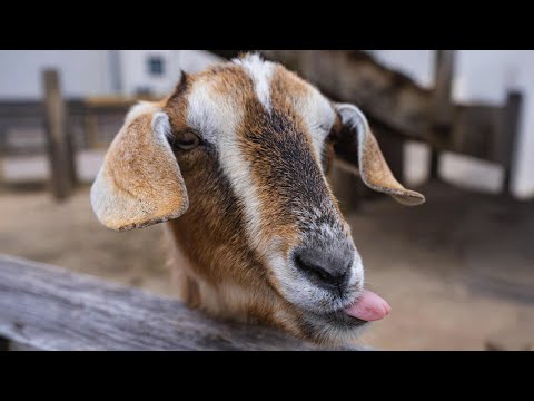 Roberto - Rapper Lè Nhè