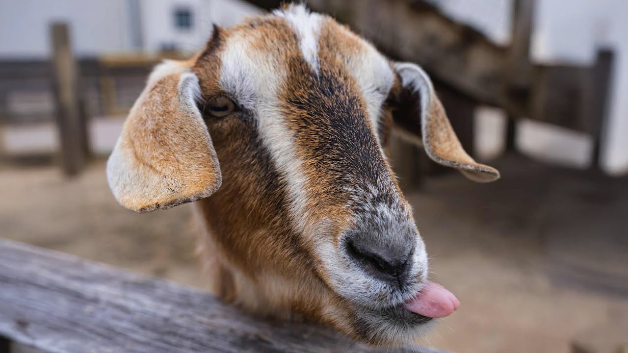 Roberto - Rapper Lè Nhè Thumbnail