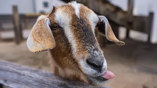 Download lagu Roberto - Rapper Lè Nhè mp3